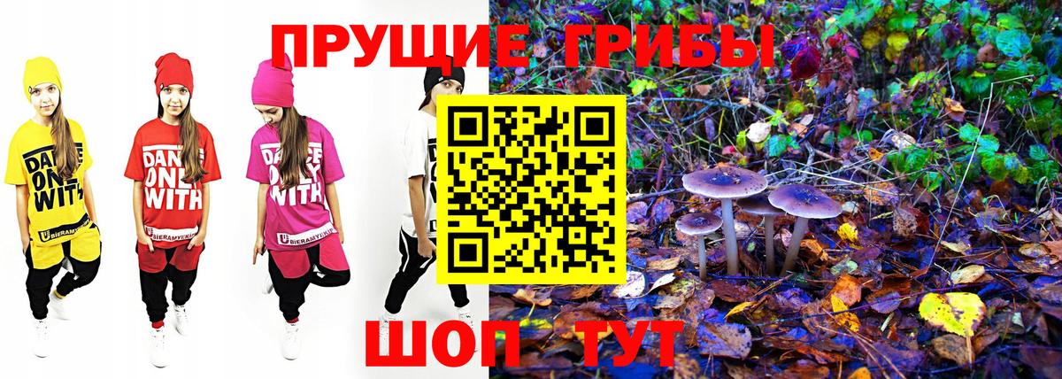 Галлюциногенные грибы мицелий  где купить наркотик  Галлюциногенные грибы Psilocybine cubensis  Кингисепп  Вход с VPN 